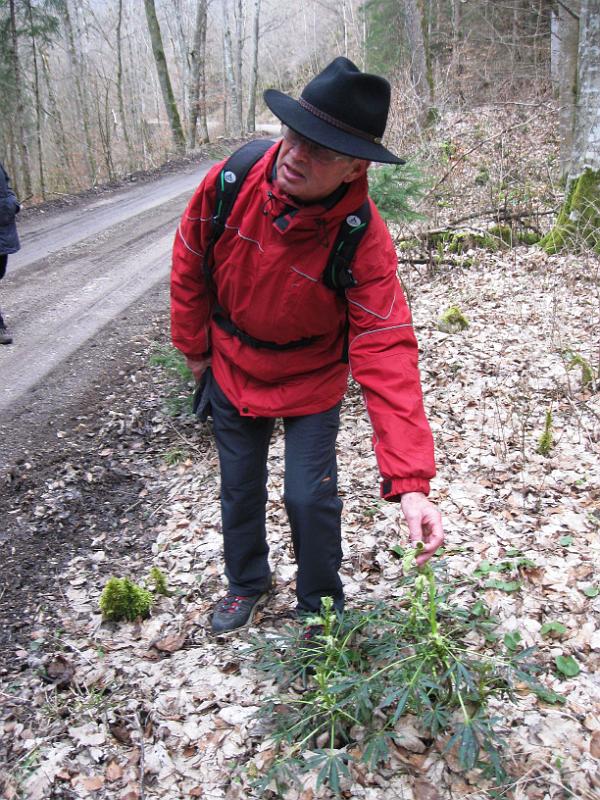 160313schatzberg (12).jpg - Auch das ist ein Frühblüher - die Nieswurz